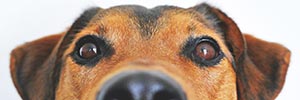 Tun wir genug, um effektiv die Kontrolle über Hundeabfälle zu übernehmen?